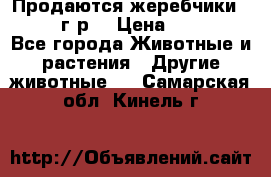 Продаются жеребчики 14,15 16 г.р  › Цена ­ 177 000 - Все города Животные и растения » Другие животные   . Самарская обл.,Кинель г.